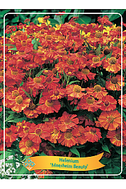 Helenium Moerheim Beauty Ø11