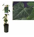 Hedera hibernica C2,5 Lit. 40-60 cm