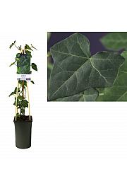 Hedera hibernica C2,5 Lit. 40-60 cm