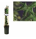 Hedera helix Ivalace C2,5 Lit. 40-60 cm