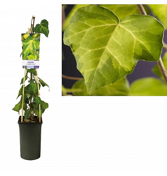 Hedera colchica Sulphur heart C2,5 Lit. 40-60 cm
