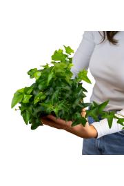 Hedera  helix Ø 9 mix