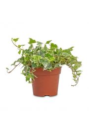 Hedera  helix Ø 12 mix