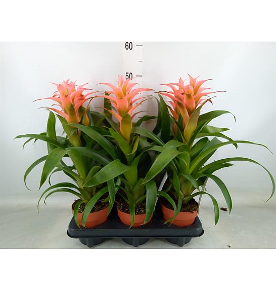 Guzmania hybrid Ø12 Pink