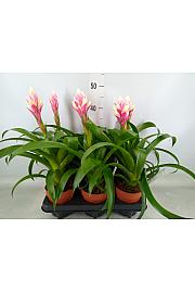 Guzmania Candy Ø12