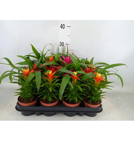 Guzmania hybrid Ø9 mix