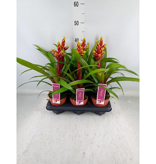 Guzmania Loya Ø12