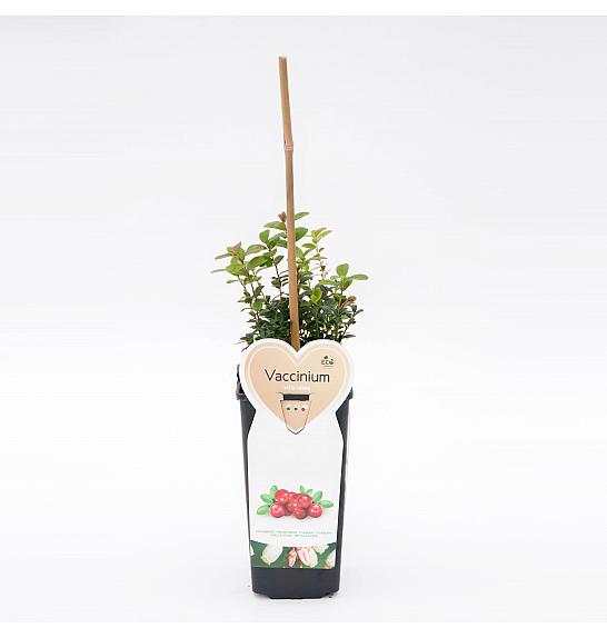 Vaccinium vitis Idaea C2 Lit. 15-20 cm