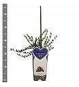 Vaccinium macrocarpon Pilgrim C2 Lit. 30-40 cm