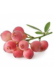 Vaccinium corymbosum Pink Berry C5 Lit. 30-40 cm