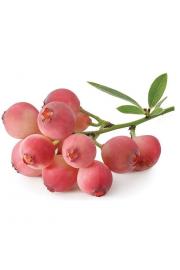 Vaccinium corymbosum Pink Berry C2 Lit. 40-60 cm (55783)