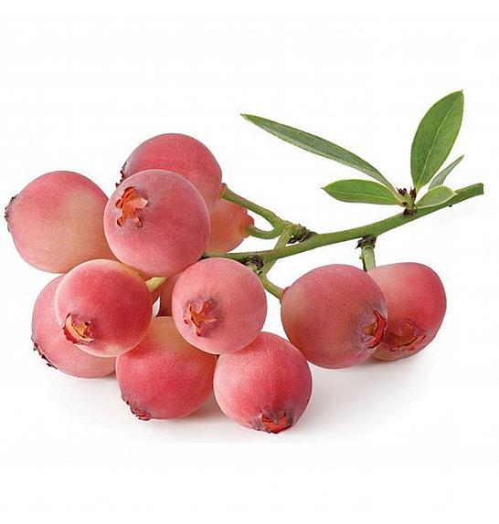 VE-BO FRUIT Vaccinium corymbosum Pink Berry