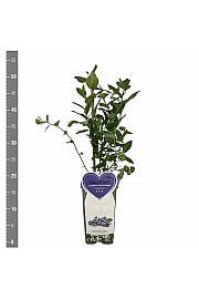 Vaccinium corymbosum Nord Country C2 Lit. 30-40 cm