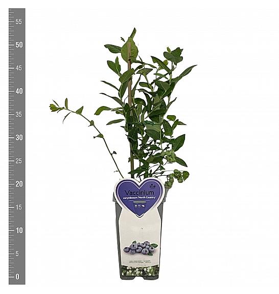 Vaccinium corymbosum Nord Country C2 Lit. 30-40 cm