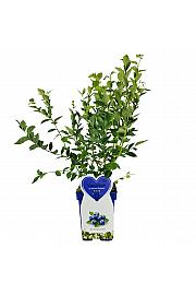 Vaccinium corymbosum Hortblue Petite C5 Lit. 30-40 cm (96112)
