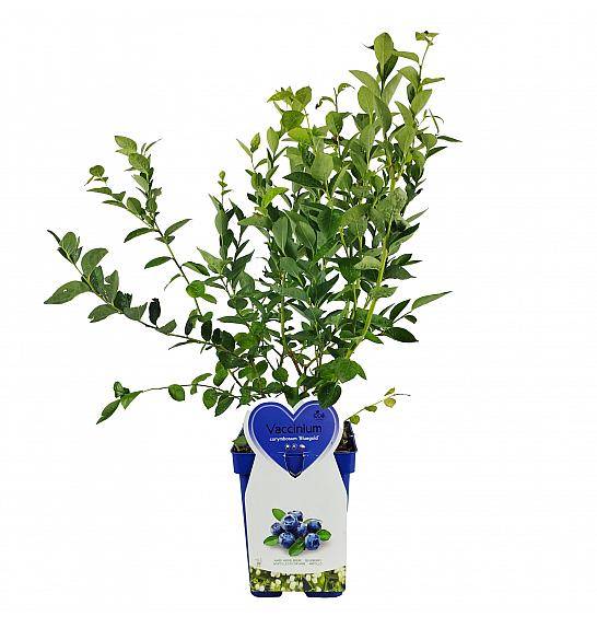 Vaccinium corymbosum Hortblue Petite C5 Lit. 30-40 cm (96112)