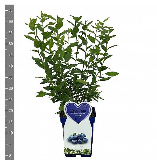 Vaccinium corymbosum Goldtraube C5 Lit. 30-40 cm