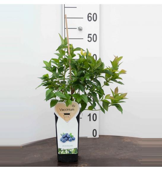 Vaccinium corymbosum Goldtraube C2 Lit. 40-60 cm BIO