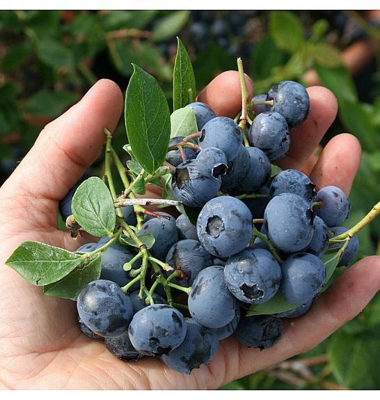 Vaccinium corymbosum Duke C5 Lit. 30-40 cm (30071)
