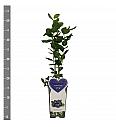 Vaccinium corymbosum Duke C2 Lit. 30-40 cm