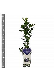 Vaccinium corymbosum Duke C2 Lit. 30-40 cm