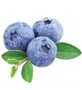 Vaccinium corymbosum Duke C2 Lit. 40-60 cm