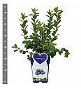 Vaccinium corymbosum Brigitta blue C5 Lit. 30-40 cm