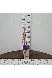 Vaccinium corymbosum Brigitta Blue C2 Lit. 30-40 cm BIO