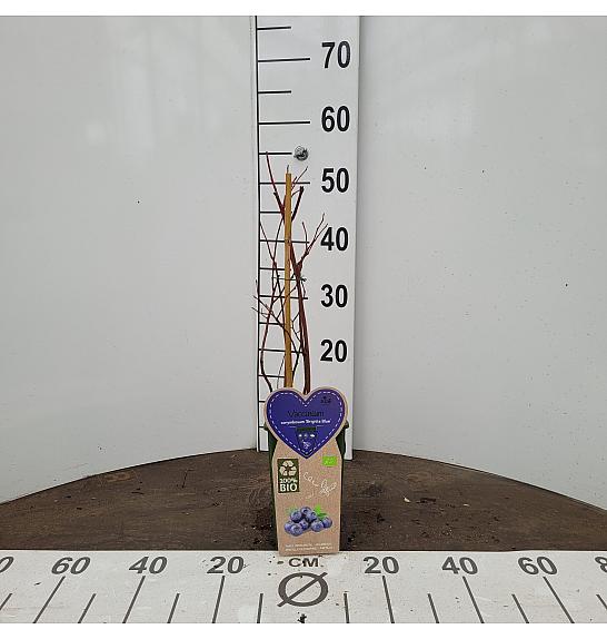 Vaccinium corymbosum Brigitta Blue C2 Lit. 30-40 cm BIO