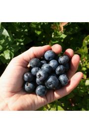 Vaccinium corymbosum Brigitta blue C2 Lit. 40-60 cm (30073)