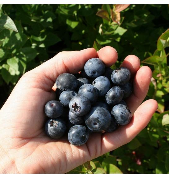 Vaccinium corymbosum Brigitta blue C2 Lit. 40-60 cm (30073)
