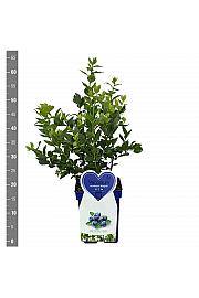 Vaccinium corymbosum Bluegold C5 Lit. 30-40 cm