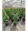 Ginkgo biloba Simon C18 Lit. 70-80 cm stick
