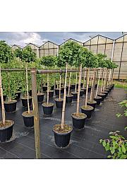 Ginkgo biloba Mariken C25 Lit. Na steblu 120 cm