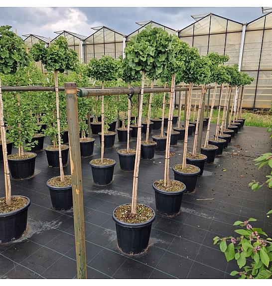 Ginkgo biloba Mariken C25 Lit. Na steblu 120 cm