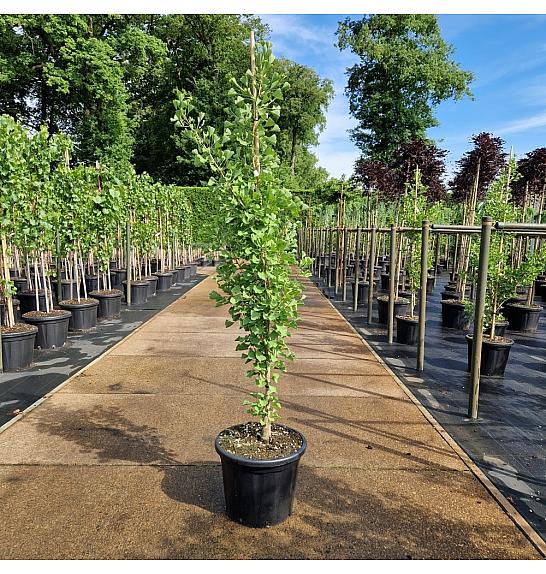 Ginkgo biloba Eiffel C35 Lit. 150-175 cm
