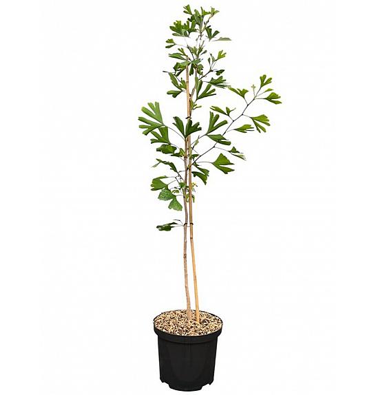 Ginkgo biloba C5 Lit. 50-60 cm