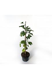 Ginkgo biloba C2,5 Lit. 40-50 cm