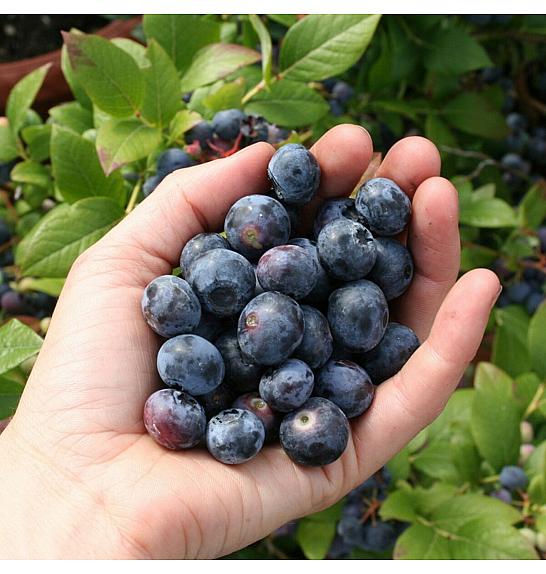 Vaccinium corymbosum Bluecrop C5 Lit. 30-40 cm