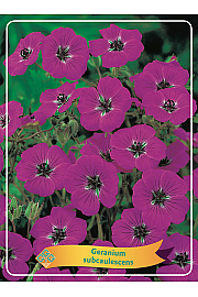 Geranium Subcaulescens Ø11