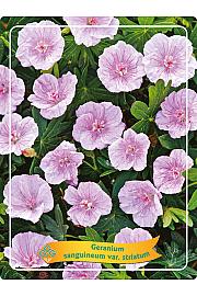 Geranium sanguineum var. Striatum Ø11