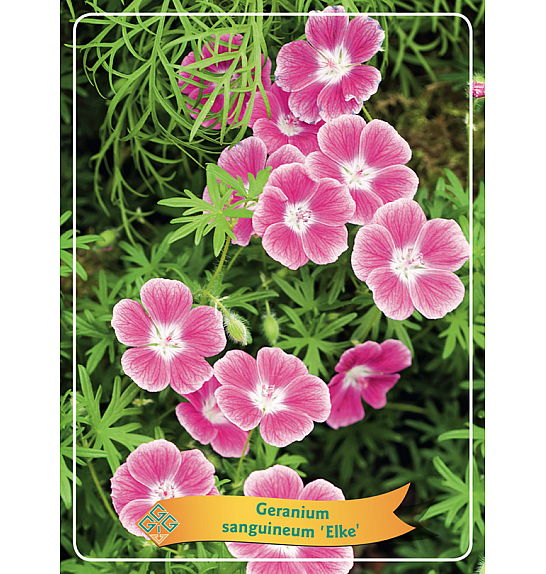 Geranium sanguineum Elke Ø11