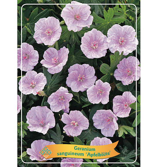 Geranium sanguineum Apfelblüte Ø11
