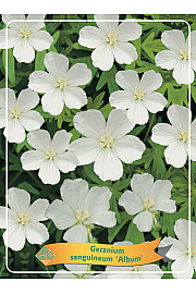 Geranium sanguineum Album Ø11