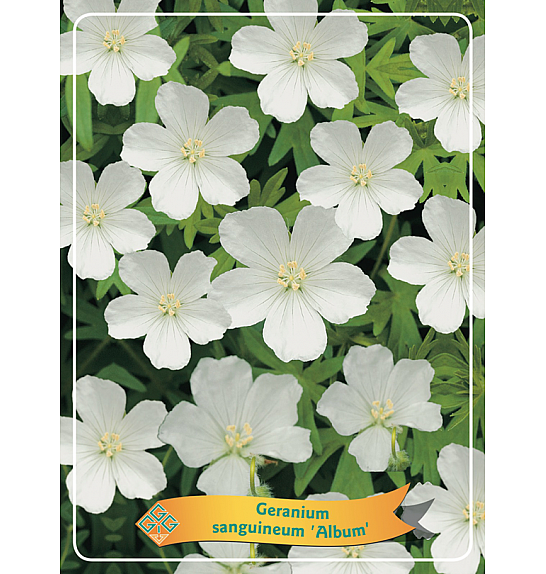 Geranium sanguineum Album Ø11