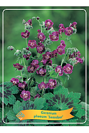 Geranium phaeum Samobor Ø11