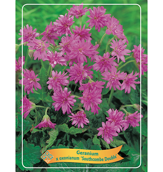 Geranium Oxonianum Southcombe Double Ø11