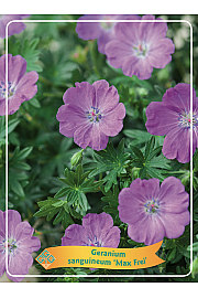 Geranium Max Frei Ø11