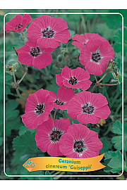 Geranium cinereum Guiseppii Ø11