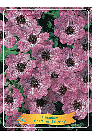 Geranium cinereum Ballerina Ø11